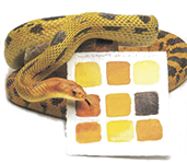 Snake next to orange paint palette